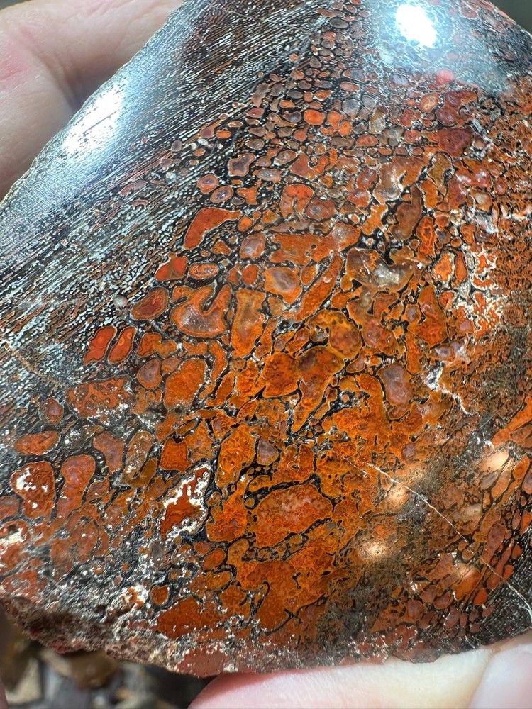 Dinosaur bone polished end cut specimen.