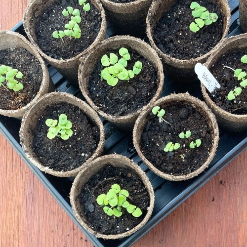 Jiffy 3″ Round Growing Medium Peat Pots — Biodegradable Seed Starter (10 Pack)