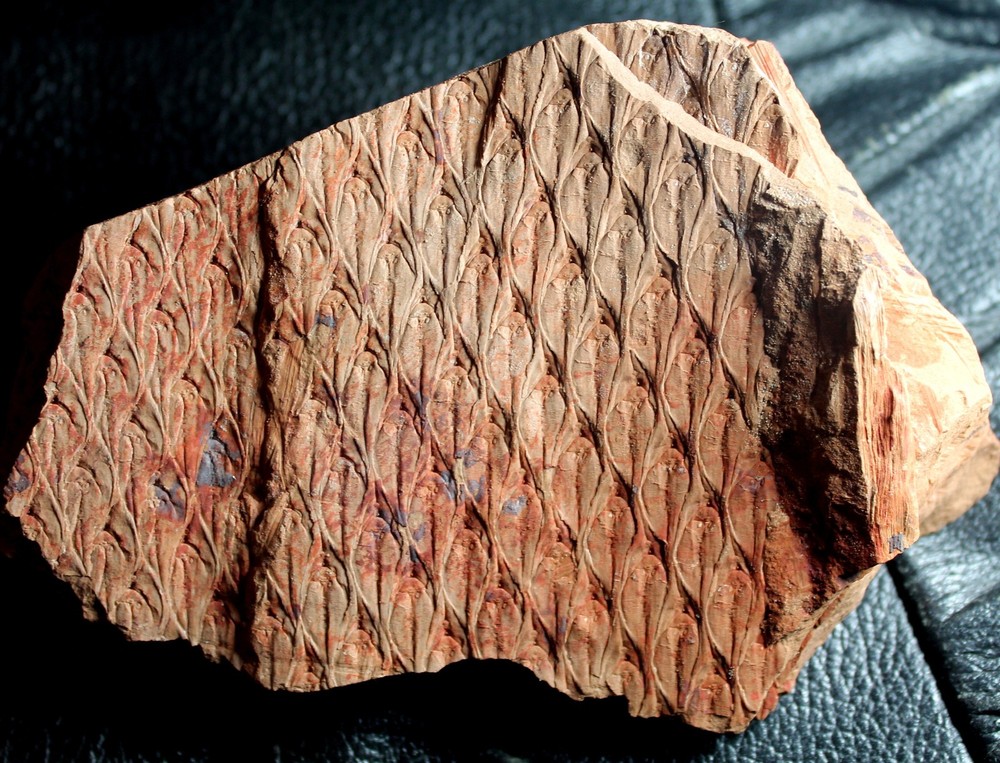 Museum class Lepidodendron fossil bark