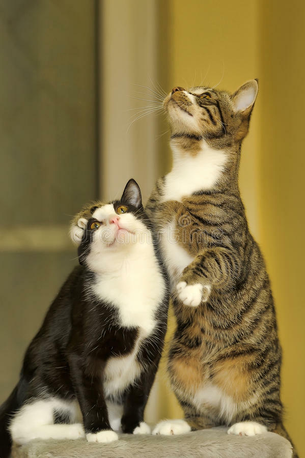 cat immune system - CAT IMMUNE SYSTEM BOOSTER - cat turmeric 2B