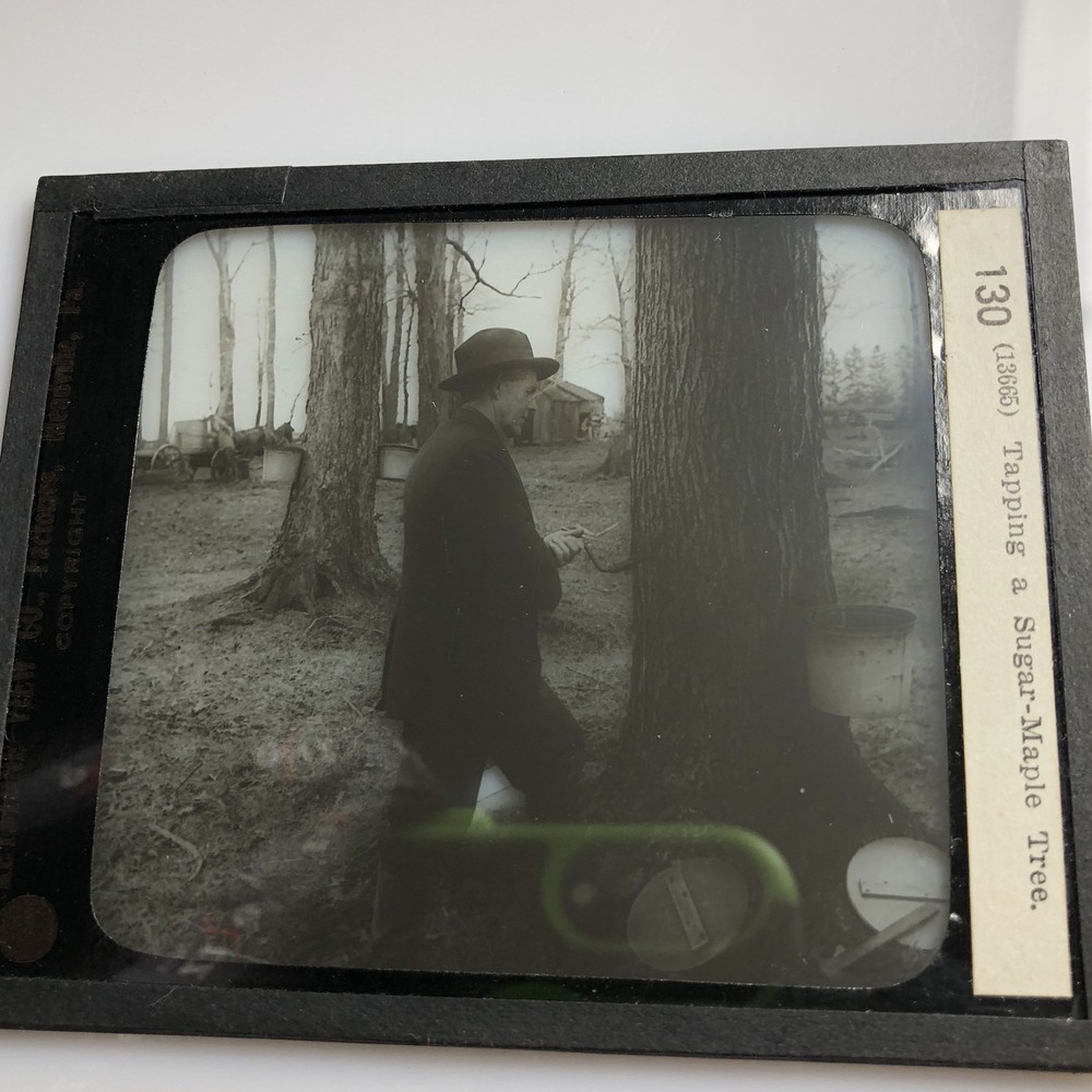 Vtg Keystone Magic Lantern Slide Photo Man Tapping A Sugar Maple Tree Ohio