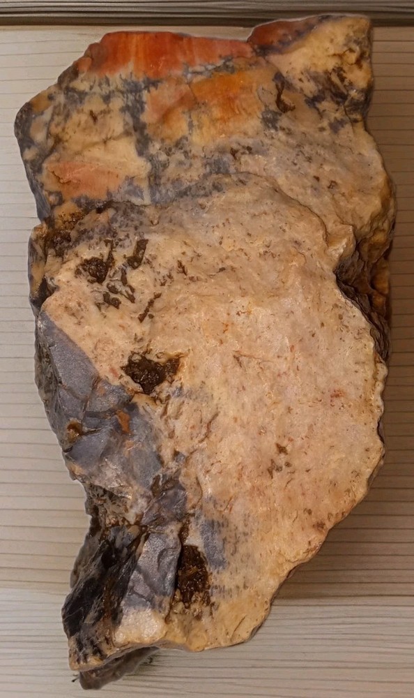 Petrified Wood Rough Specimen 7 oz
