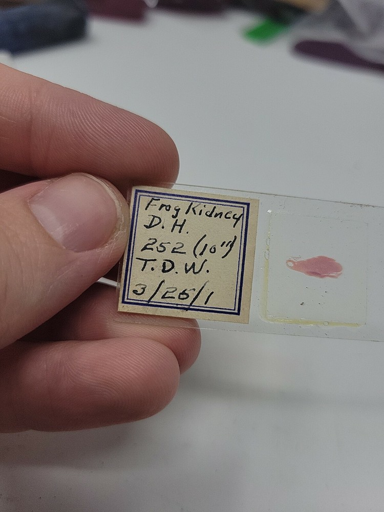 Vintage Microscope Slide 1941