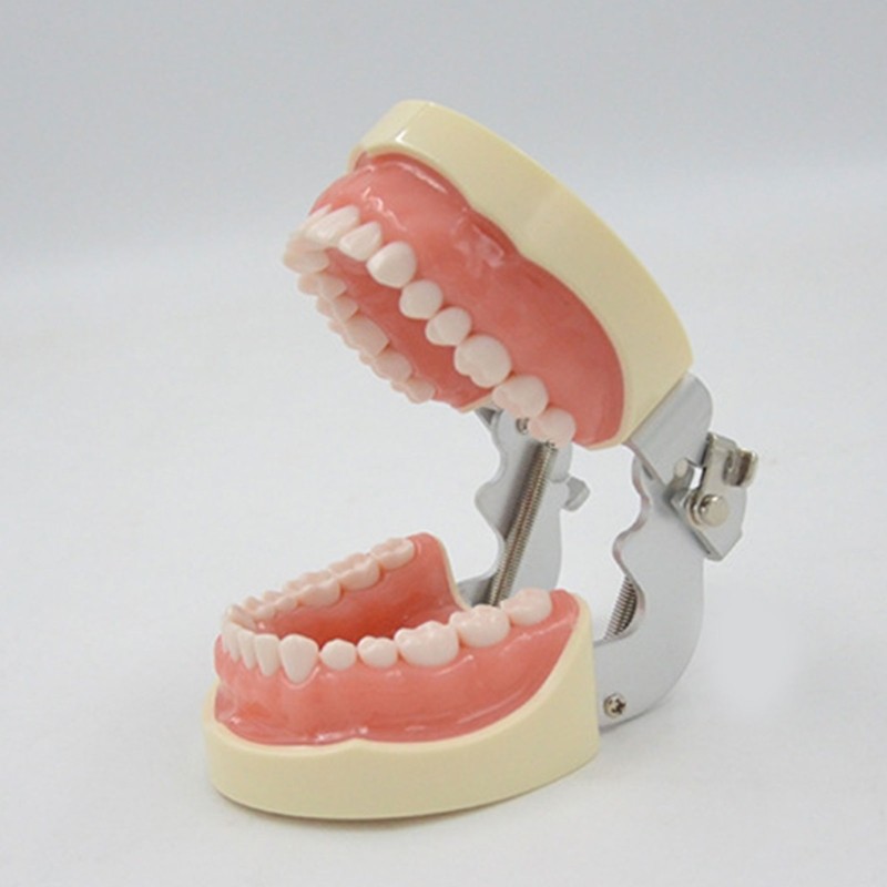 Soft Gums Removable 32 Teeth Suitable for Dentistry Students Operation Practice