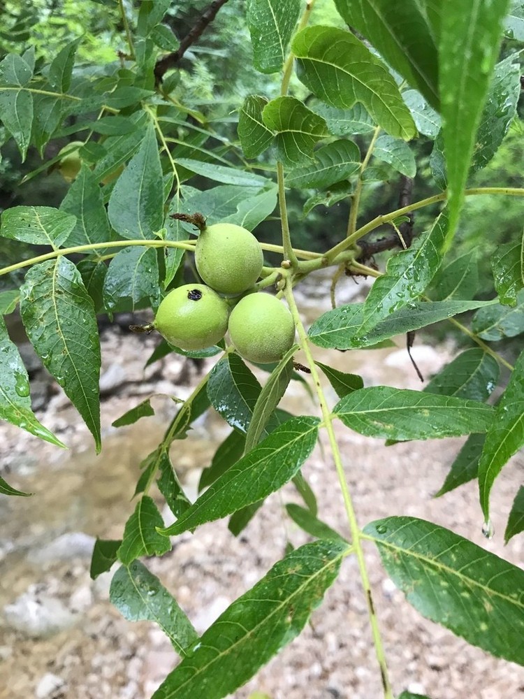 2 Black Walnut Tree Bare Root /Juglans Nigra American