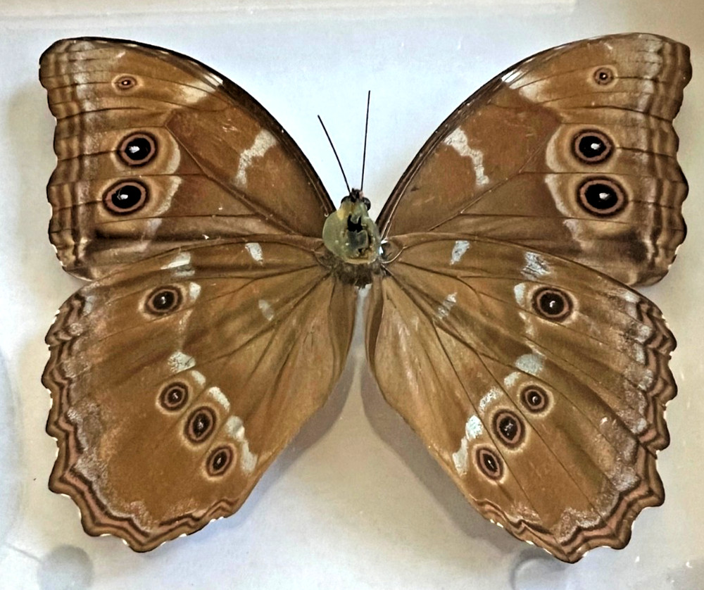 Mounted Morpho Menelaus (Blue Morpho) Butterfly - Clear Shadowbox - Amazing!!