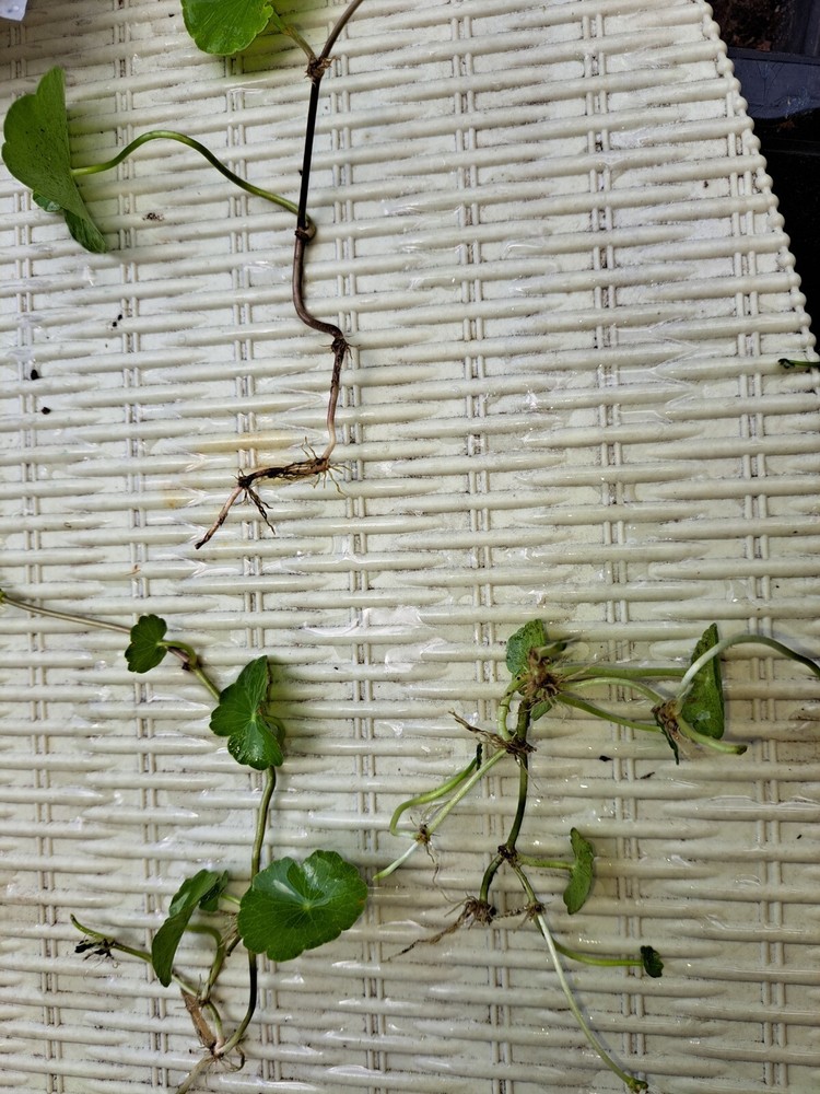 Pennywort/ Dollarweed , no container (approx 20 Count with roots)