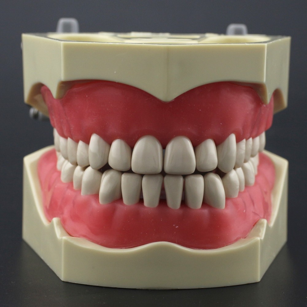 US Columbia Dentoform 860 Type Dental Typodont Model 32pcs Removable Teeth Exam