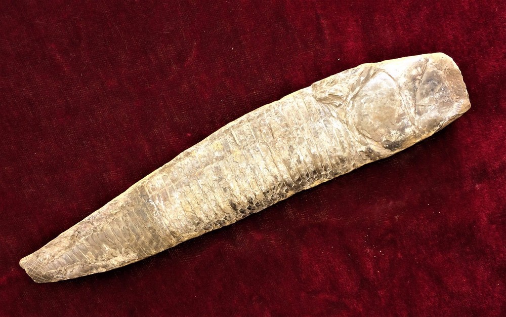 FOSSIL FISH. UNKNOWN ORIGIN