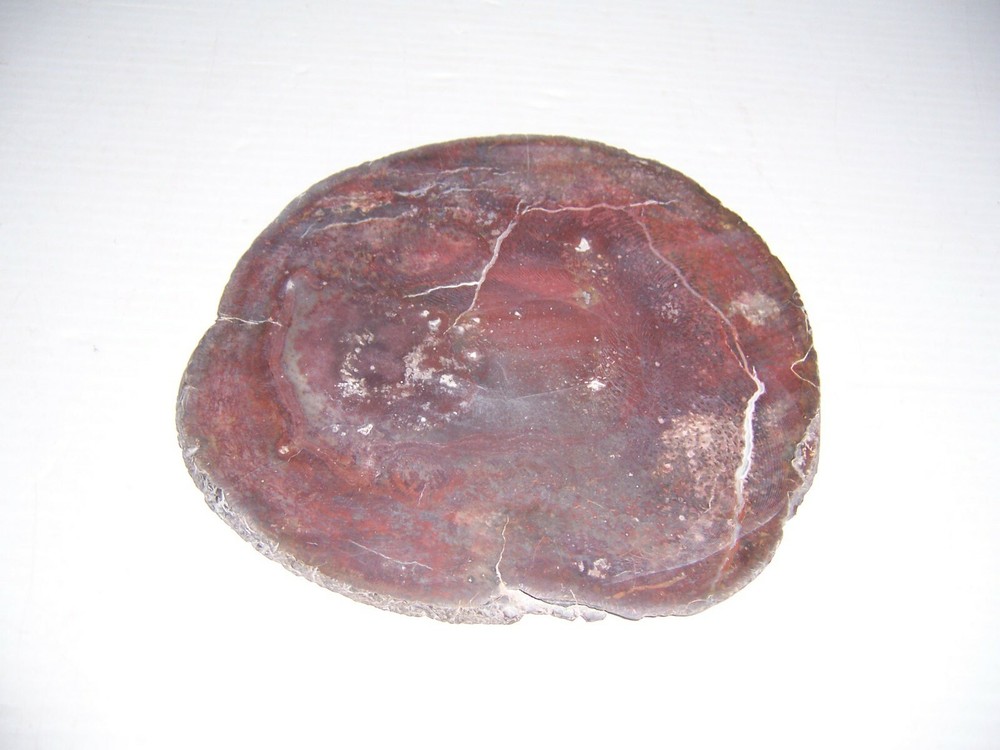 West Texas Petrified Wood Slice 7 1/2"
