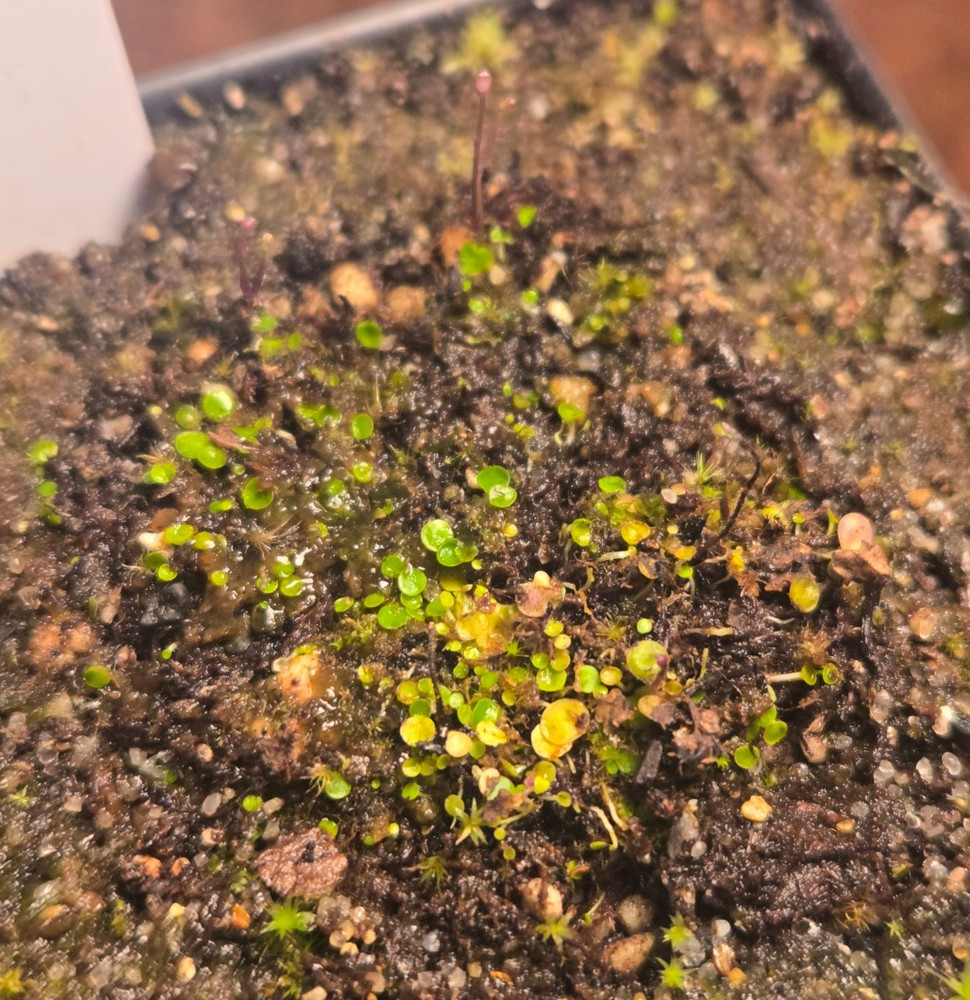 Uticularia pubescens Carnivorous Bladderwort