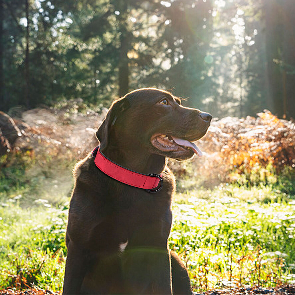 Leather Dog Collar Small Medium Large Soft Padded Adjustable for Pets Durable