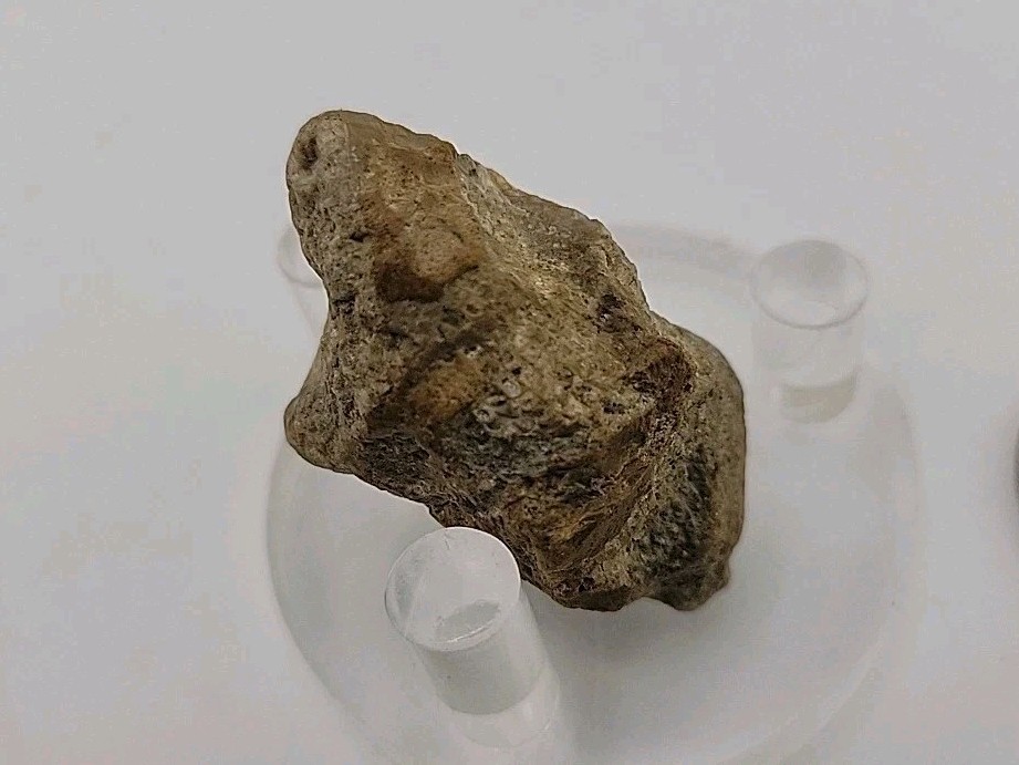 Real Permineralized Lizard 🦎 Egg Fossil
