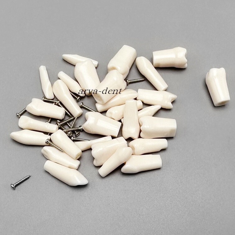 Dental Teeth Model Typodont Removable Screw-in Resin Practice Tooth Teaching