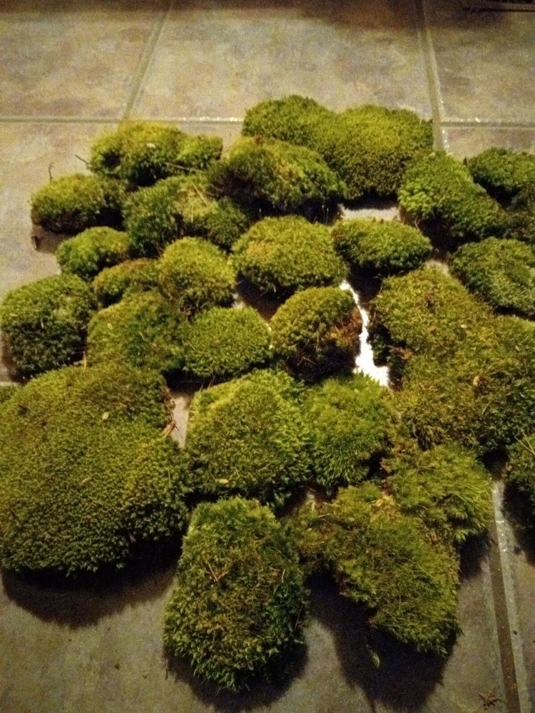 Pincoushing Moss And Mood Moss