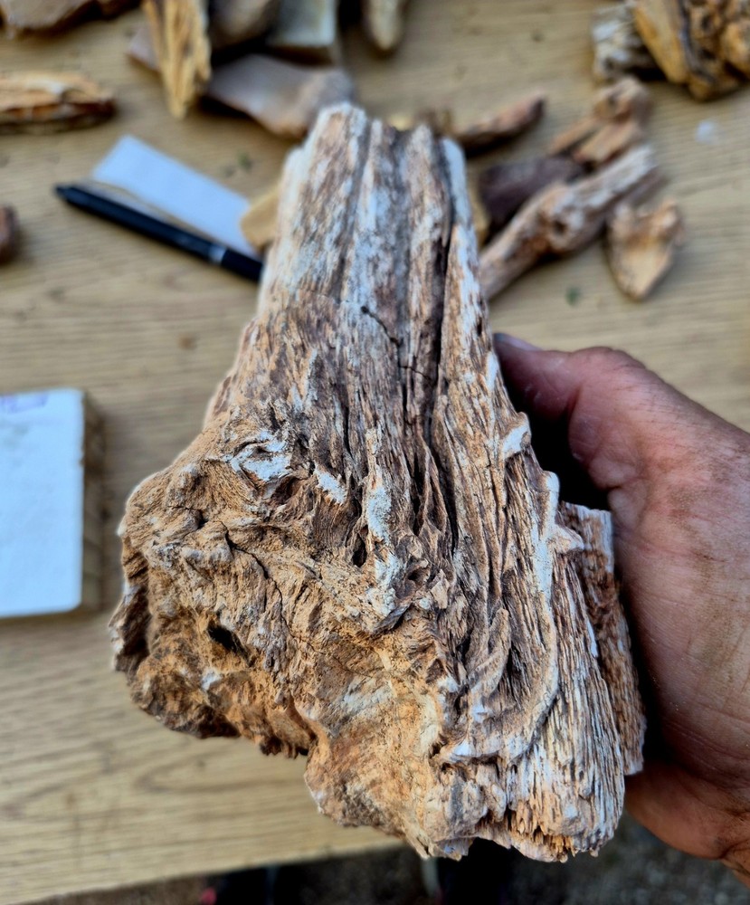 Large Texas Petrified Wood Knot