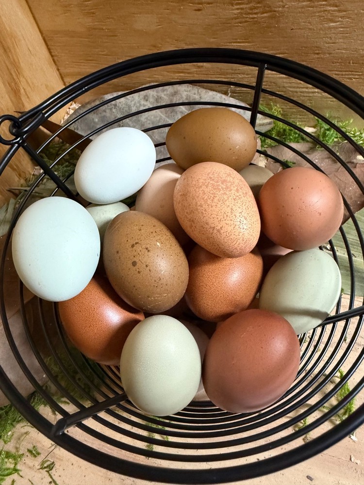 CHASING THE RAINBOW - 12 Olive Egger Hatching Eggs NPIP Certified, AI clean