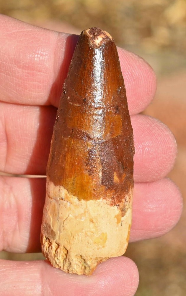 Spinosaurus tooth 2.55 inches, from Morocco  #2