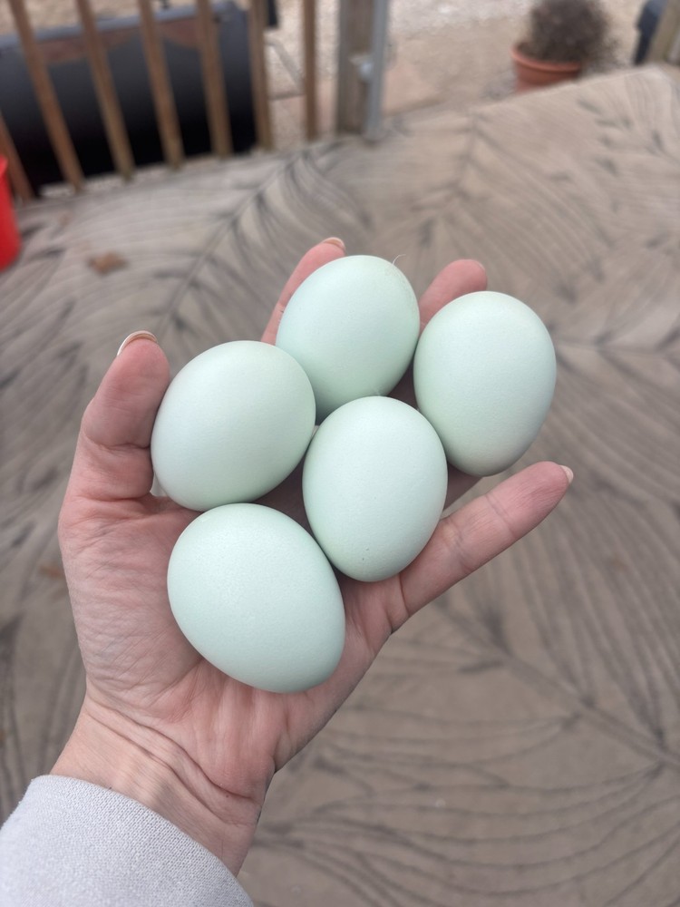 ermine ameraucana hatching eggs 12 pack