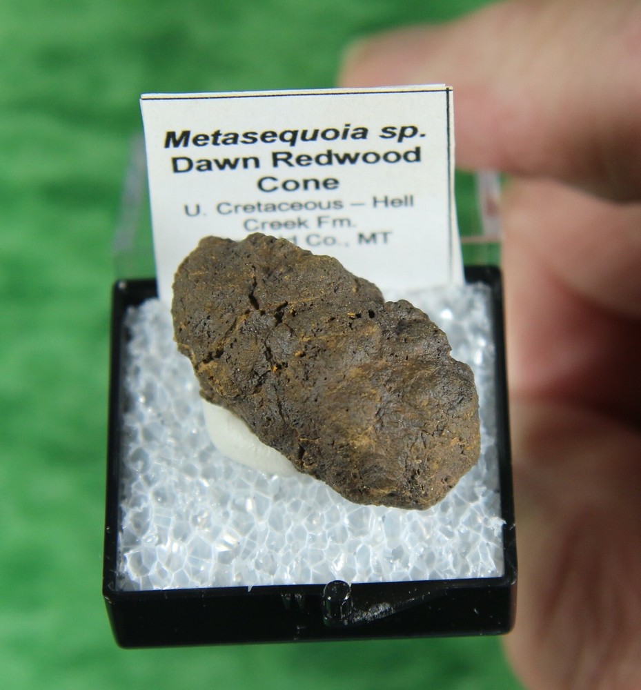Metasequoia sp. – Dawn Redwood Cone
