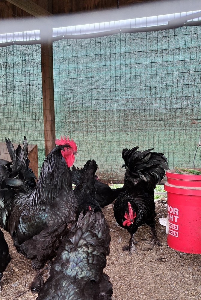 6 Croad Langshan Hatching Eggs (Black)