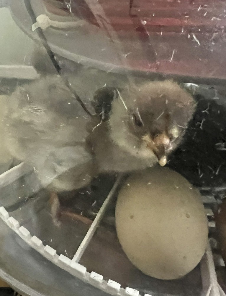 5 HATCHING EGGS, EASTER/OLIVE EGGERS, AMERAUCANA, LEGBAR. ** SHIPS SAME DAY **!!