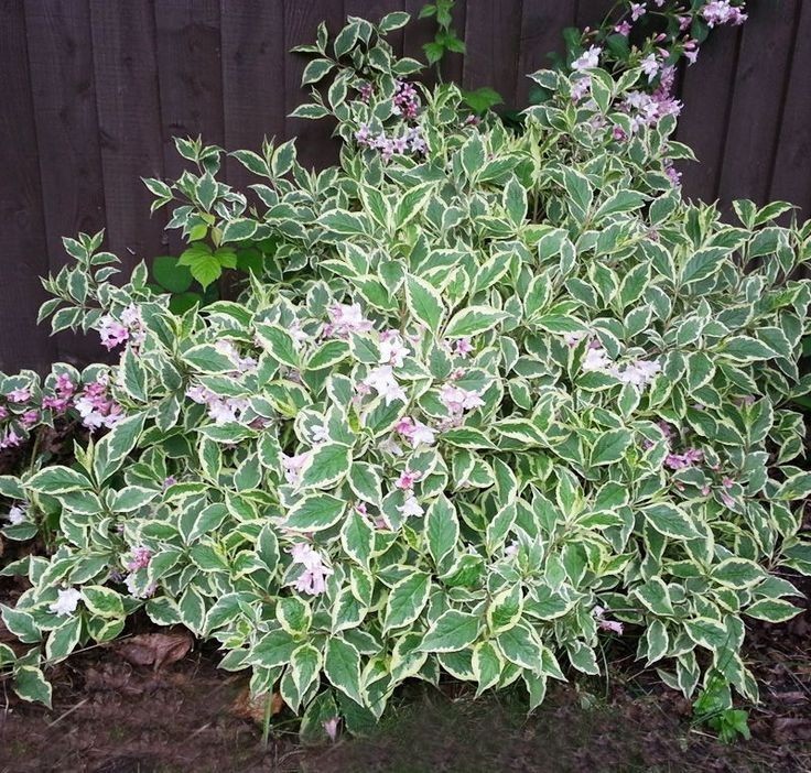 Variegated Weigela | 2 Bare-roots