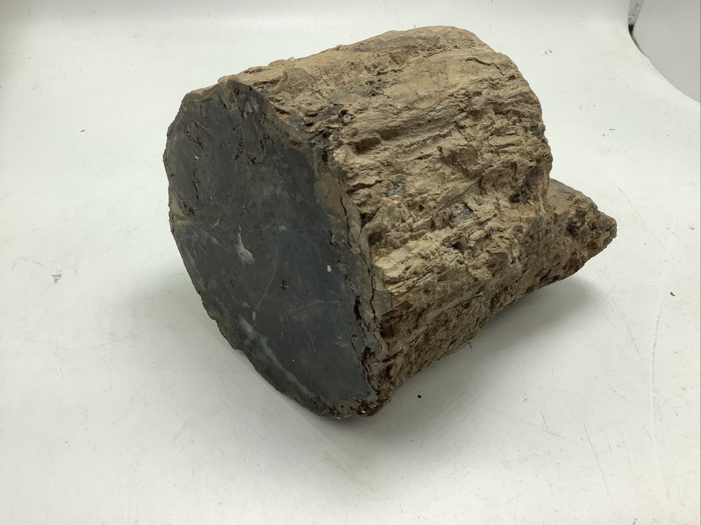 Petrified Wood 5Lbs 14oz