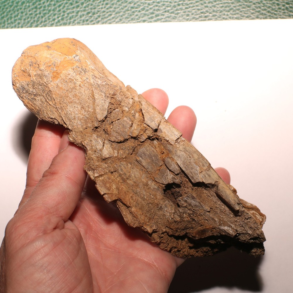 Huge Dinosaur Vert Process - Hell Creek Formation - Late Cretaceous - Nice Sized