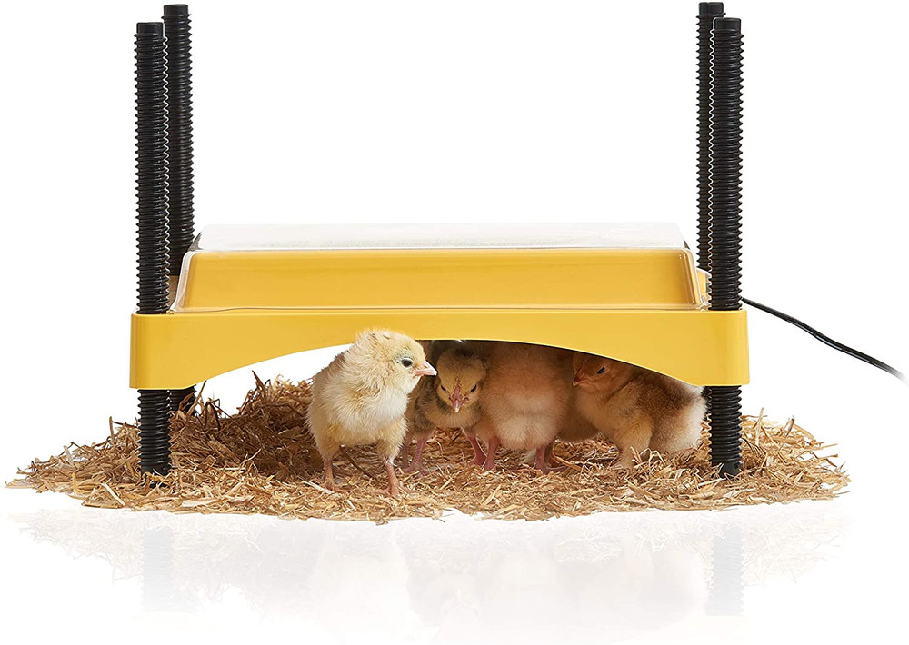 Ecoglow Safety 600 Chick or Duckling Brooder, Adjustable Height & Angle Brooder