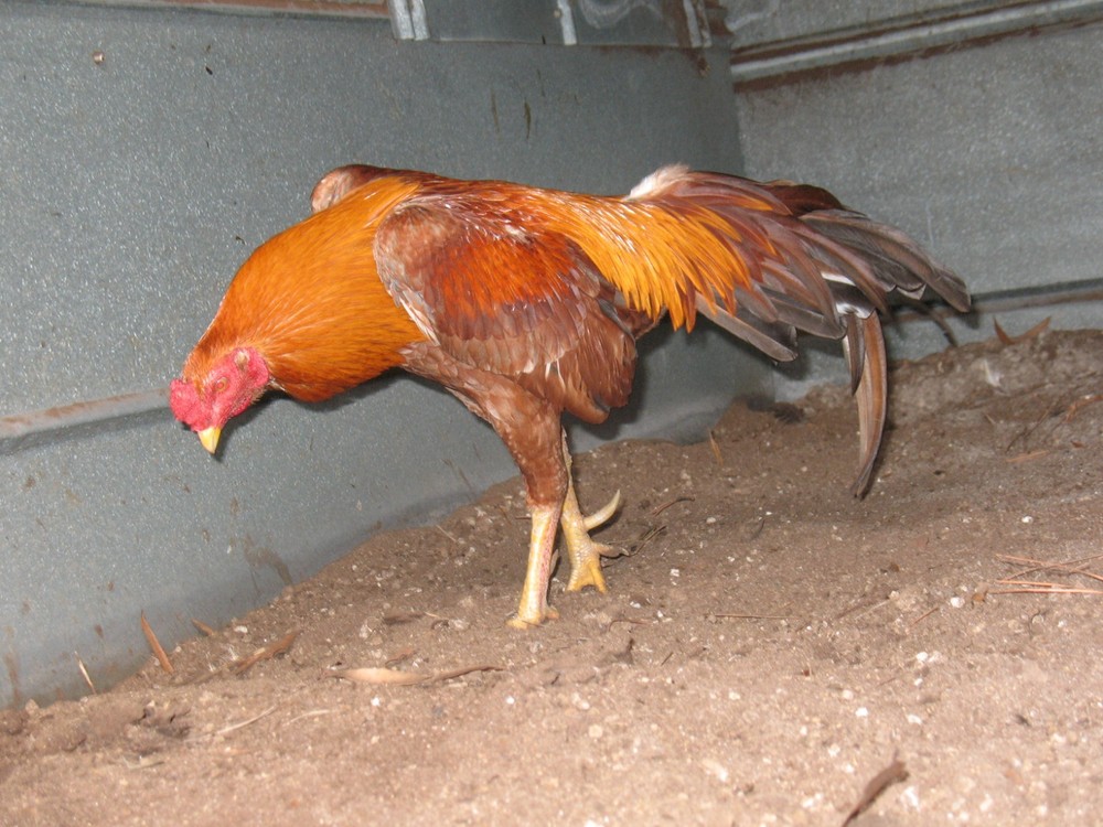 12 ASSORTED WAHL ASIL EGGS