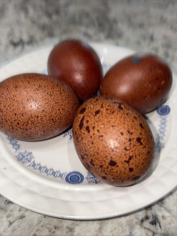 Npip cert. Four (4) Speckled Brown Mixed Breed Hatching Eggs