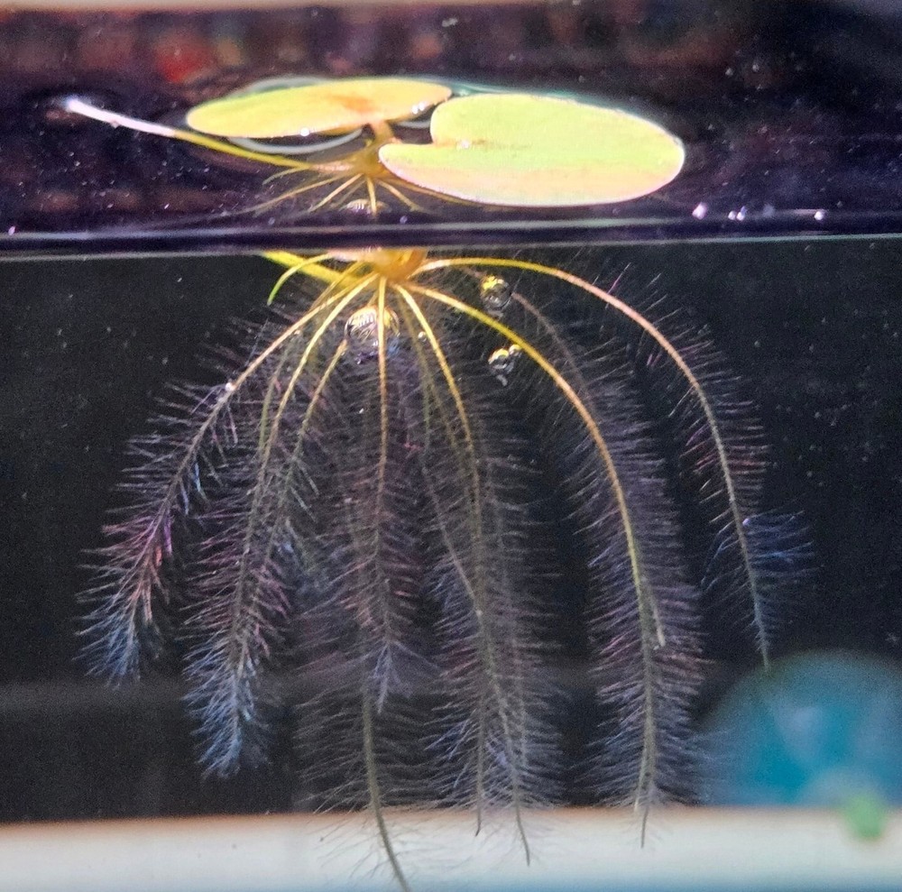 3 oz cup Red Root Floaters