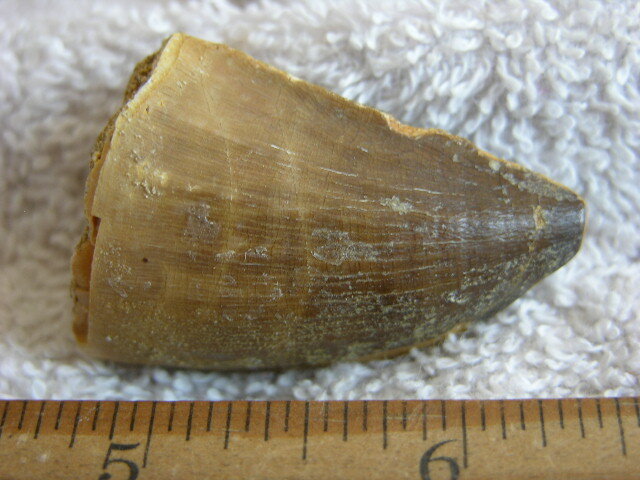 Dinosaur tooth bigger  Mosasaurus  1.5-2 inch JS20