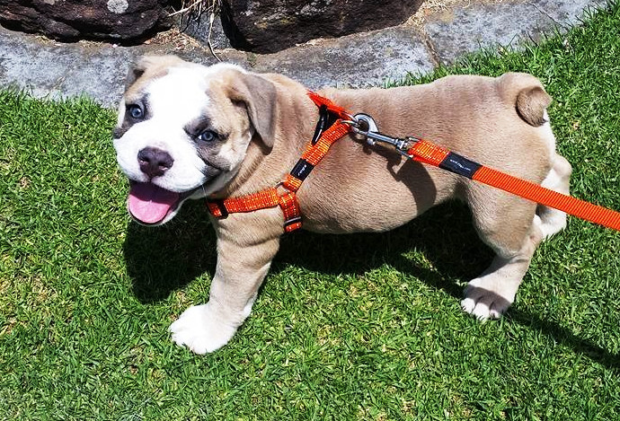 Rogz Step In Harness