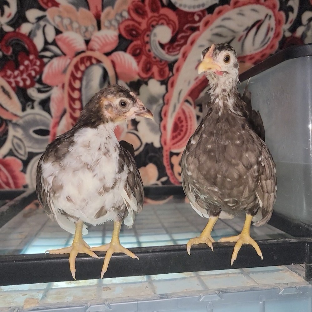 24+ Serama Bantam Hatching Eggs 4-H