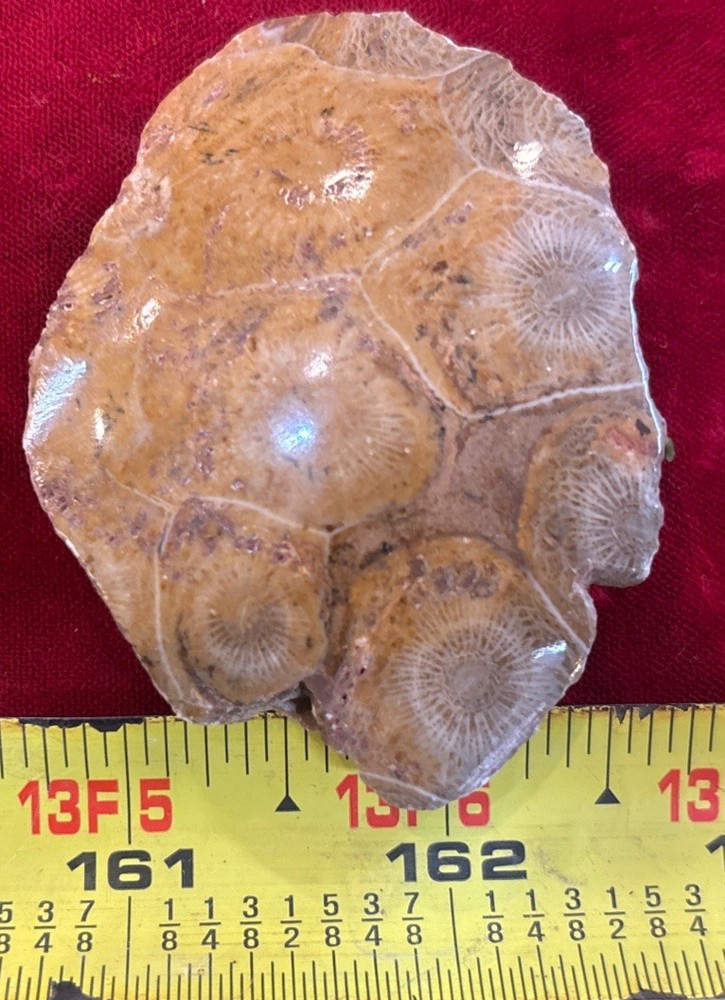 Petrified Coral End Polished