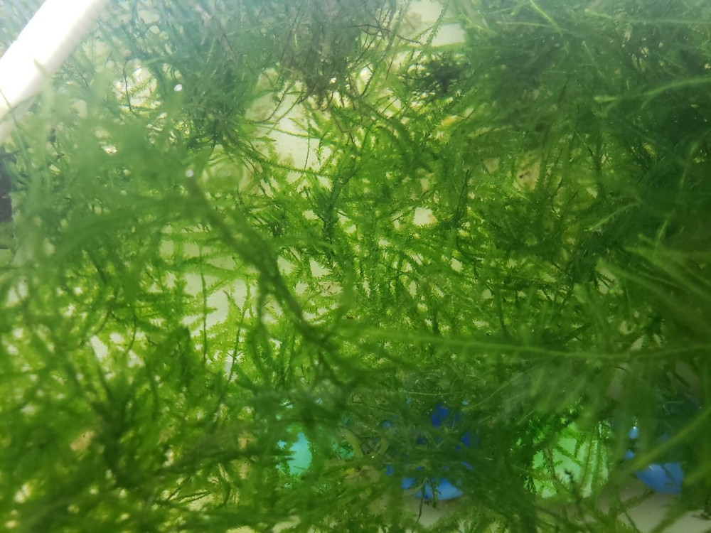 Java Moss Easy Live Aquarium Plant BUY 2 GET 1 FREE ✅💪