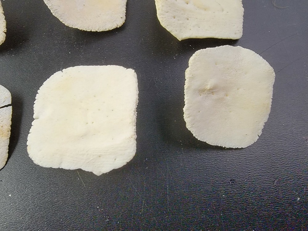 Gator ALLIGATOR BACK SCUTE bone bones BONY skutes croc weird OSTEODERMS CLEAN