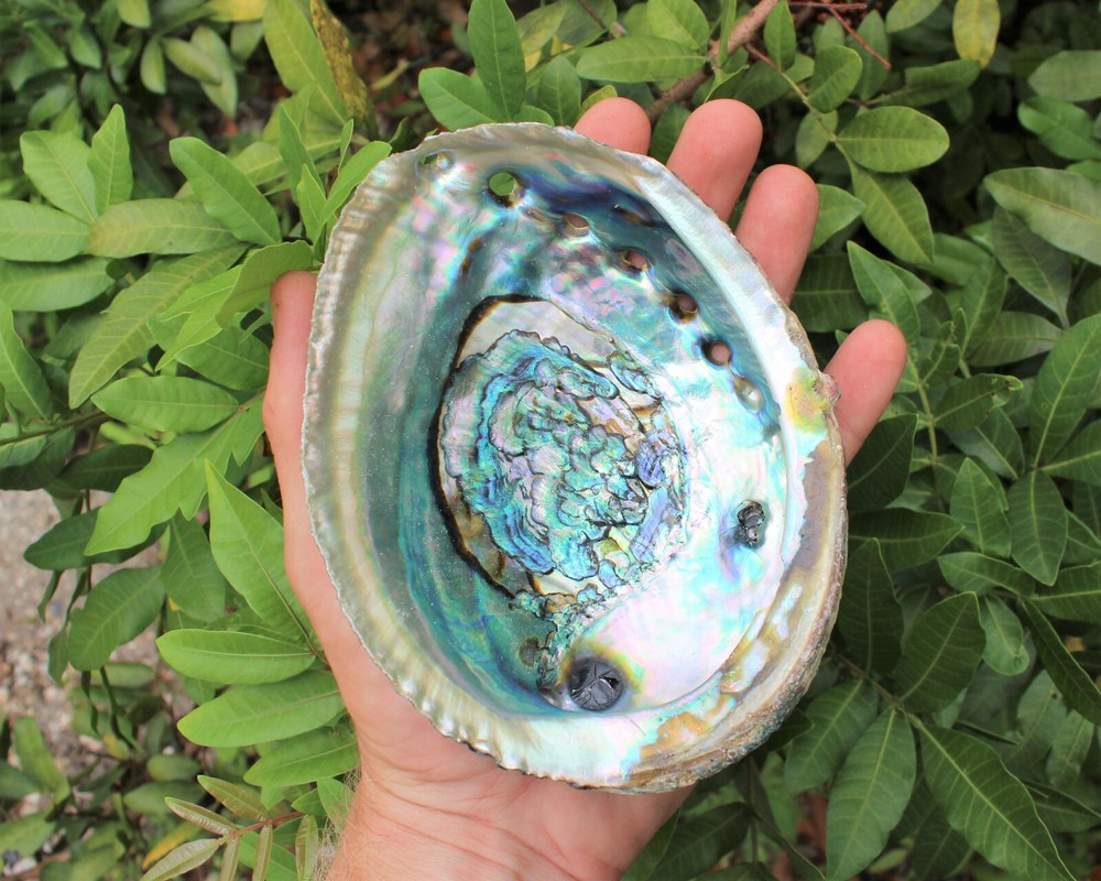 Blue Smudge Kit: Abalone Shell, Stand, Deluxe Feather, Sage, Smudging Directions