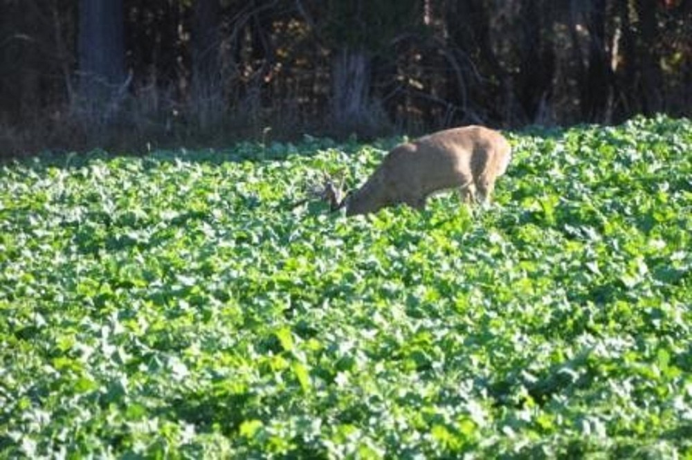 5 LBS PURPLE TOP TURNIPS DEER FOOD PLOT SEED