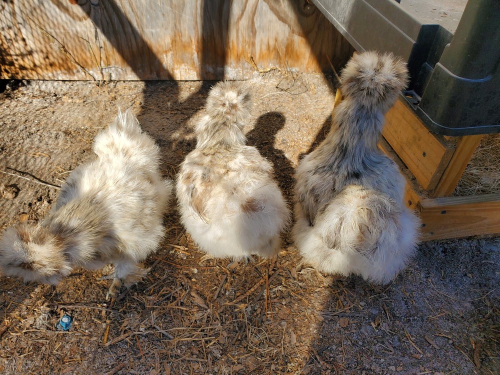 5 VERY RARE SPLASH SILKIE- Bantam HATCHING CHICKEN EGGS