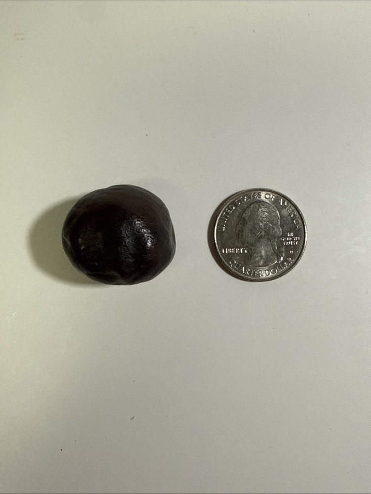 Lucky Buckeye Nut
