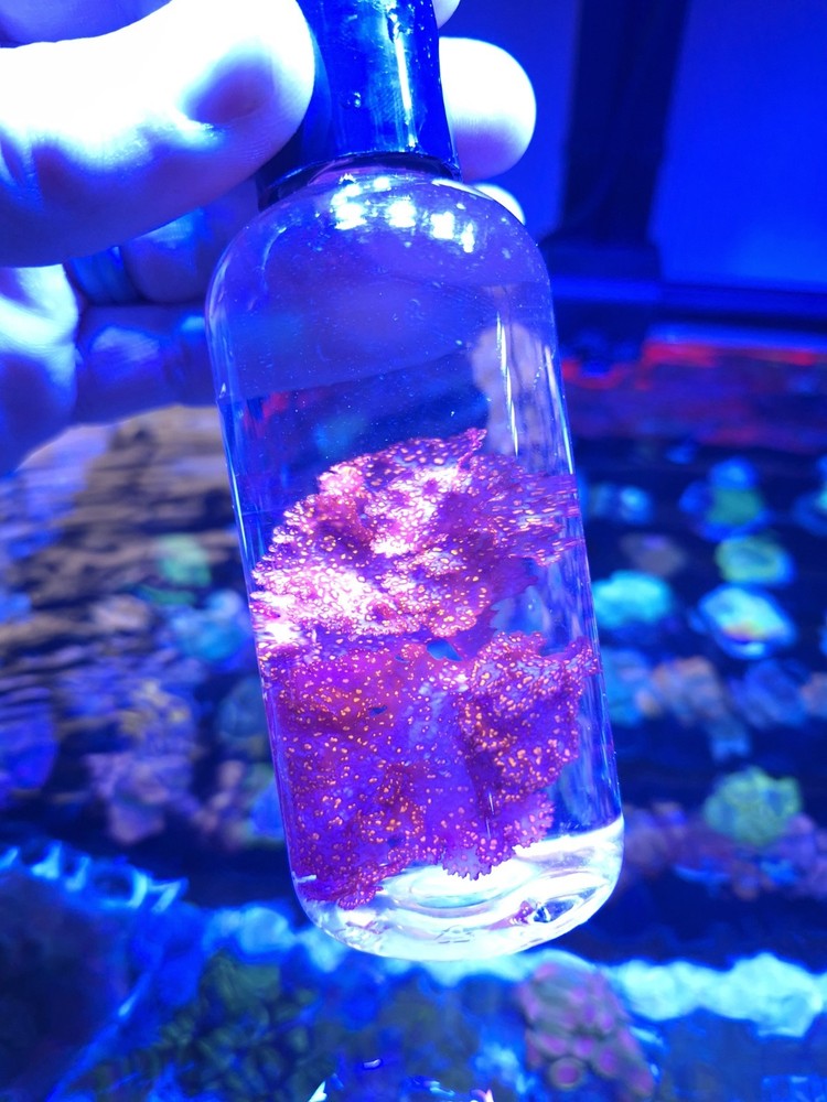 Live Atomic Broccoli Macroalgae ~1 inch – Reef / Refugium – Healthy