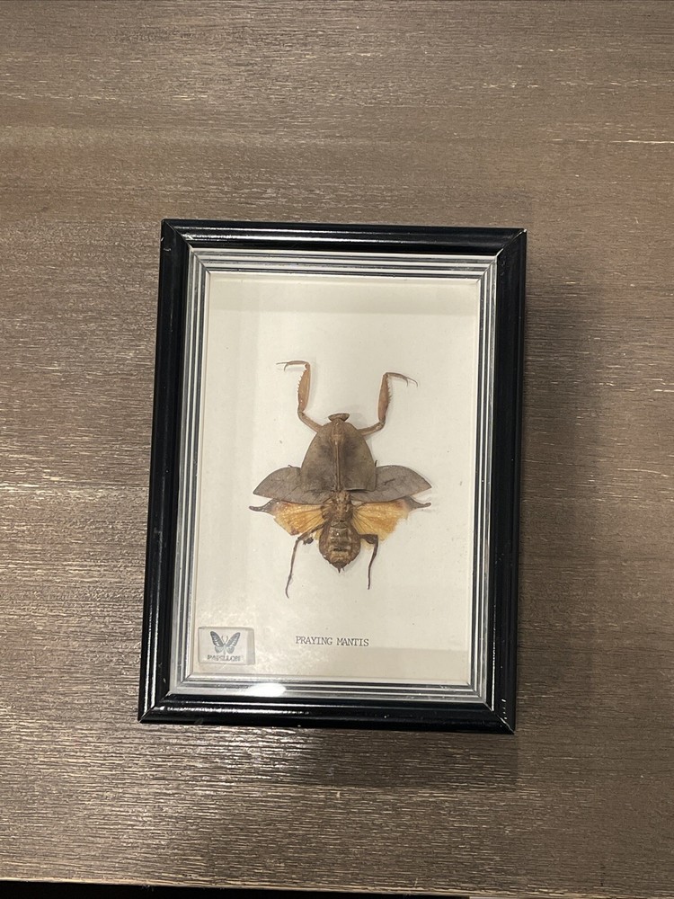 Praying Mantis Shadow Box Mount