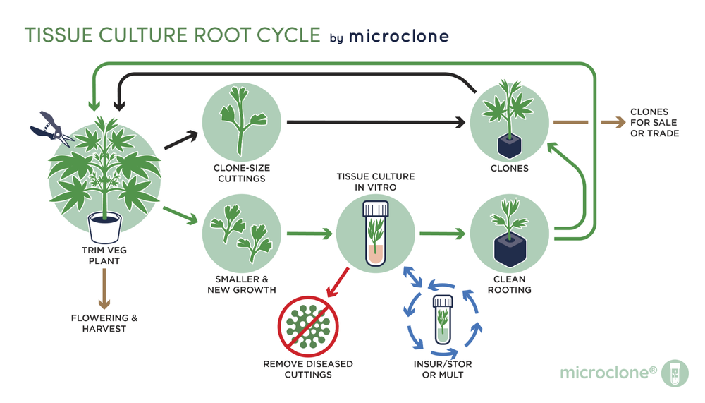 Complete Tissue Culture Kit Microclone Cloning Micropropagation Tissueponics TC
