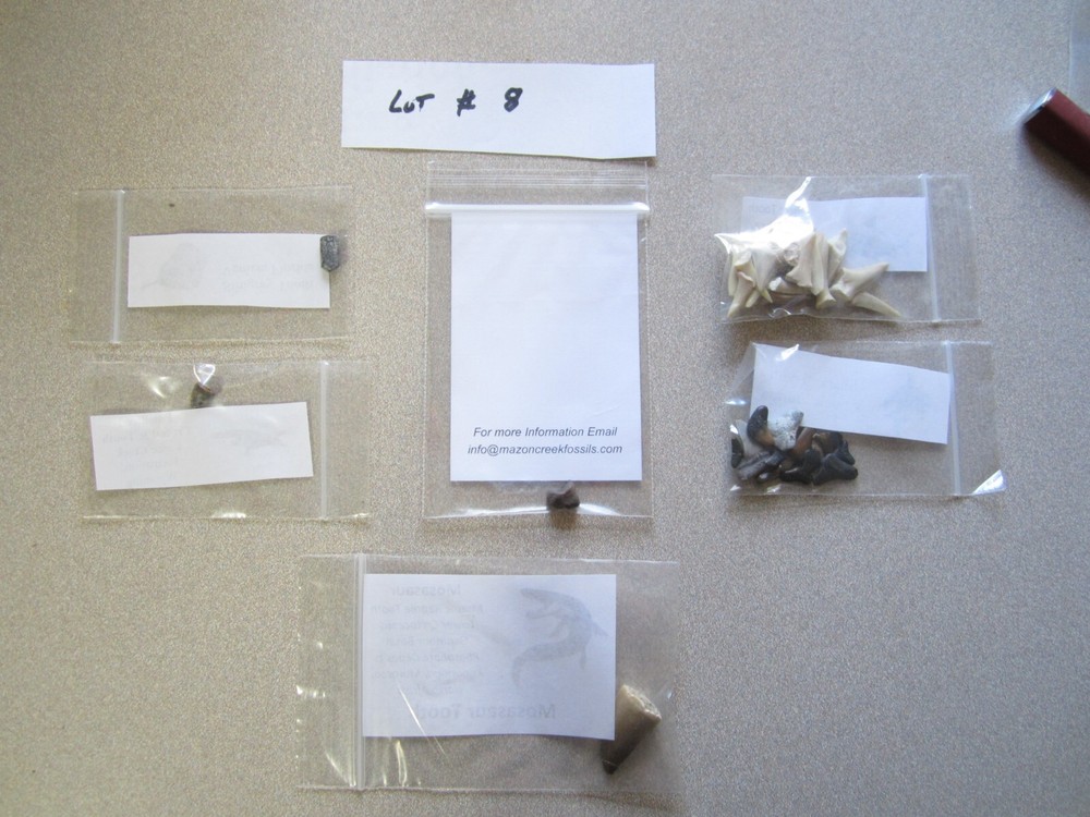 Dinosaur, Mammal, Sharks Teeth Kit