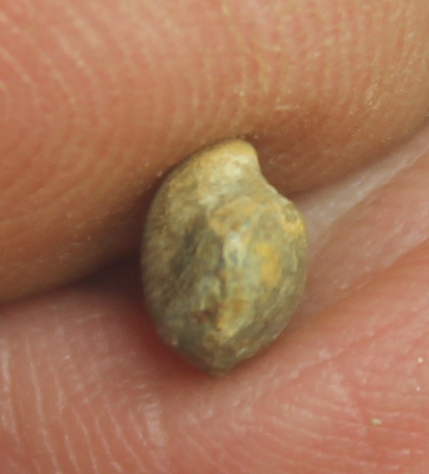 Gypidula parva - Devonian fossil brachiopod
