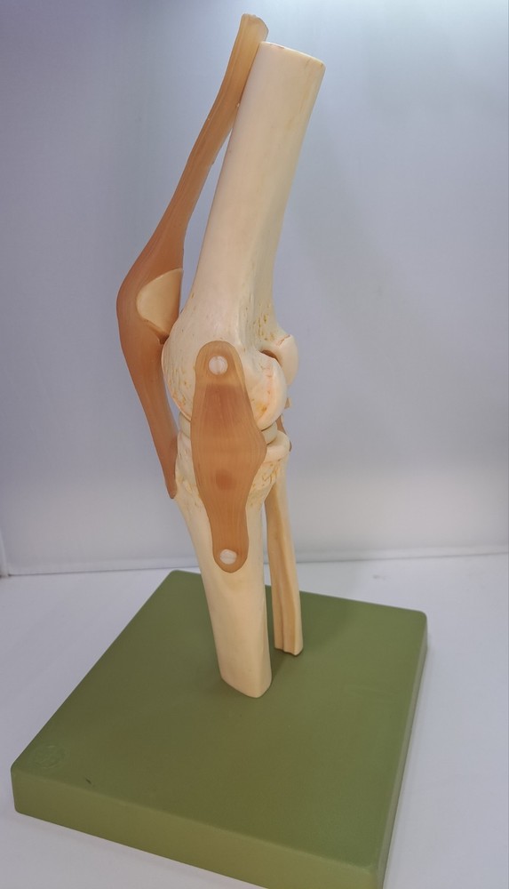 Vintage 1995 Somso Anatomical Model Functional Knee Joint Model BIN86