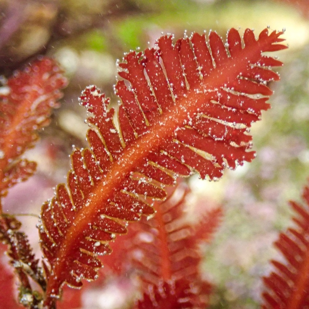 Red Feather Fern Macroalgae